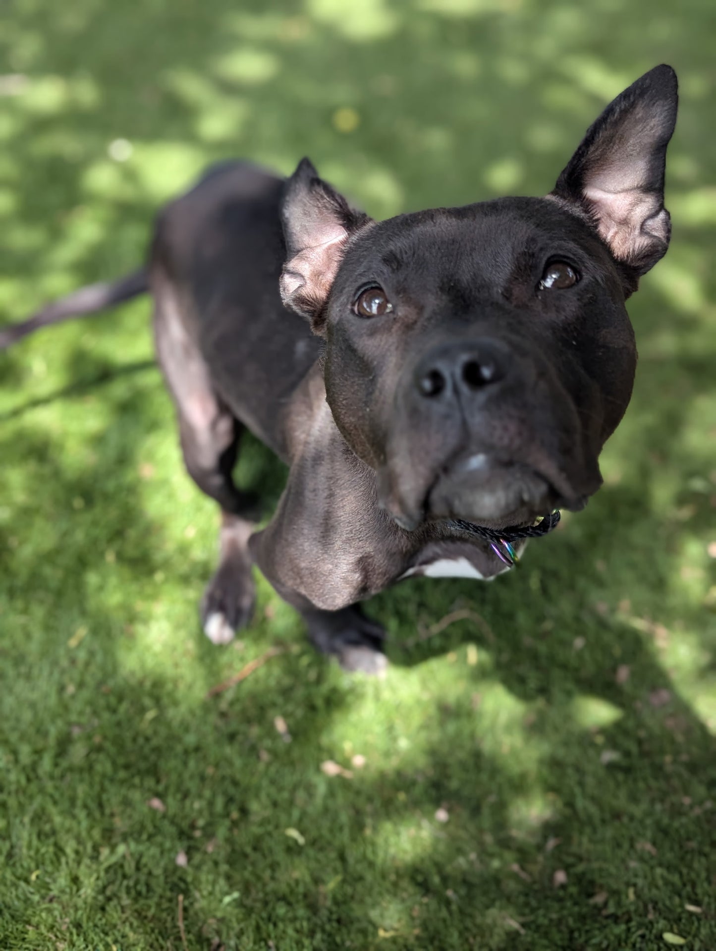 Nova