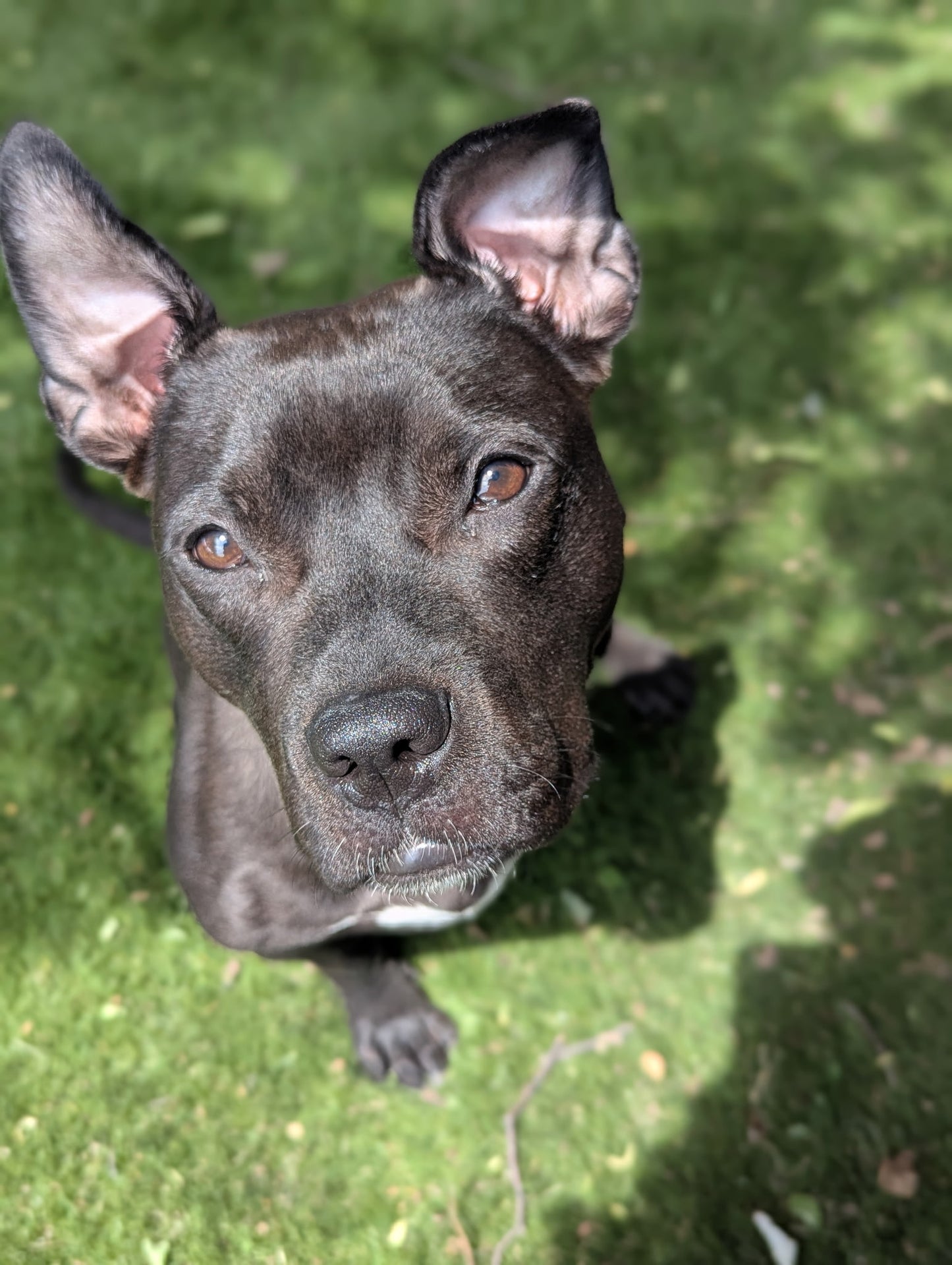Nova