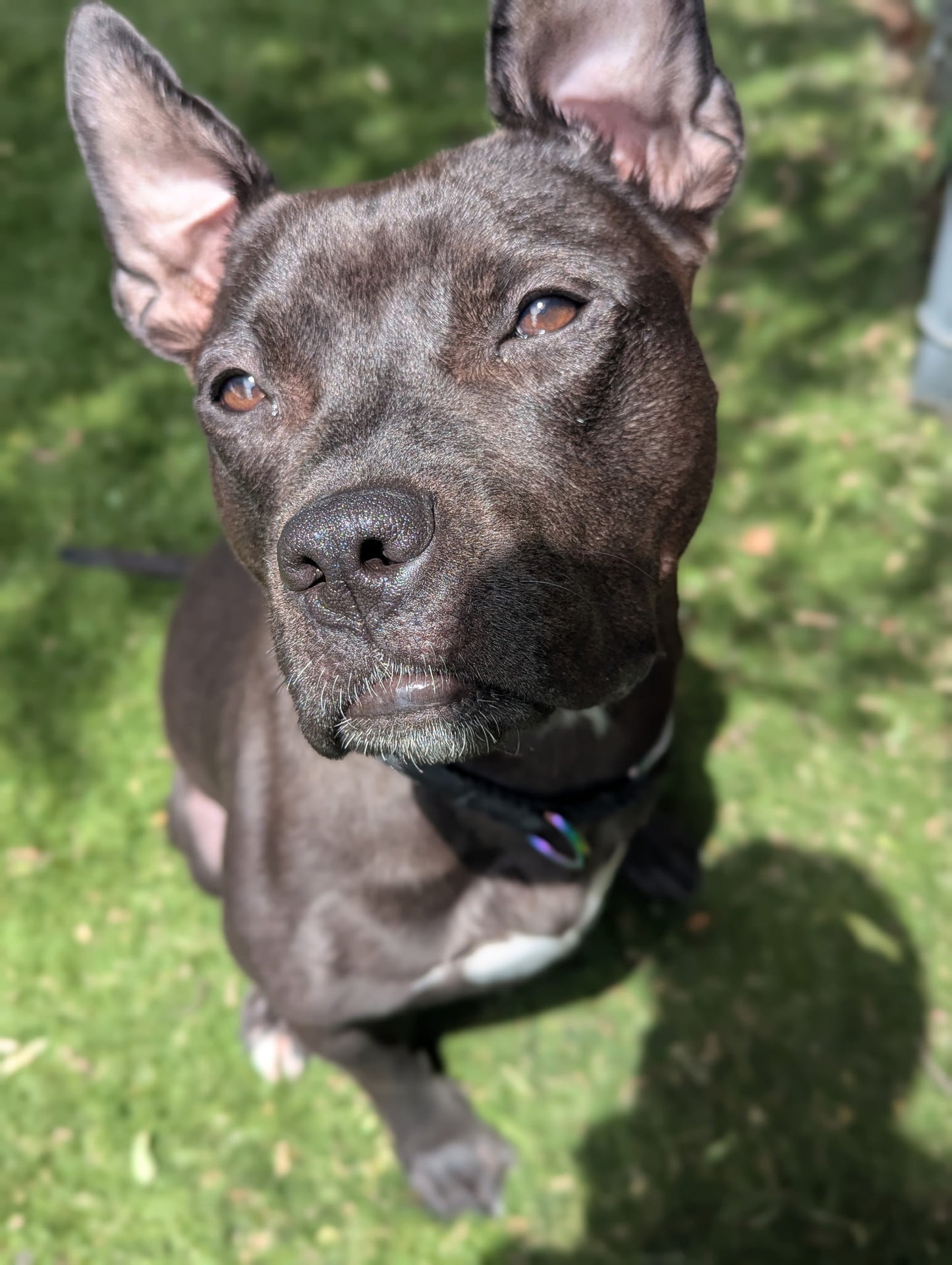 Nova