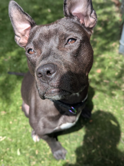 Nova