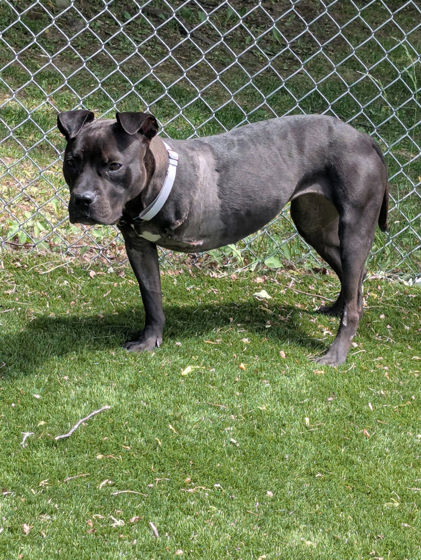 Nova