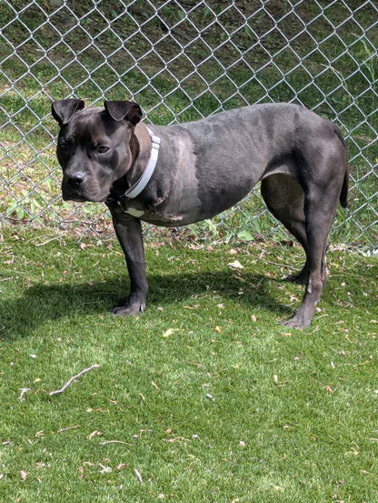 Nova