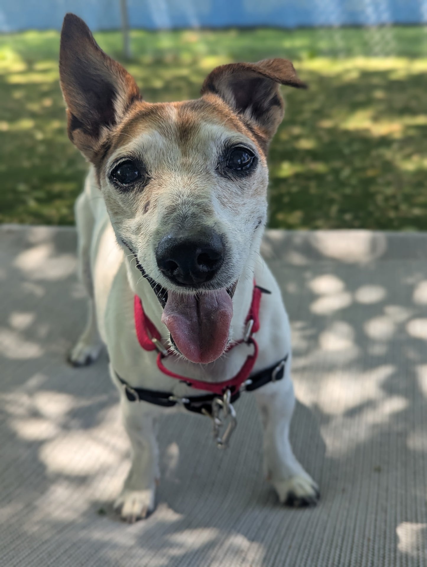 Abbi
