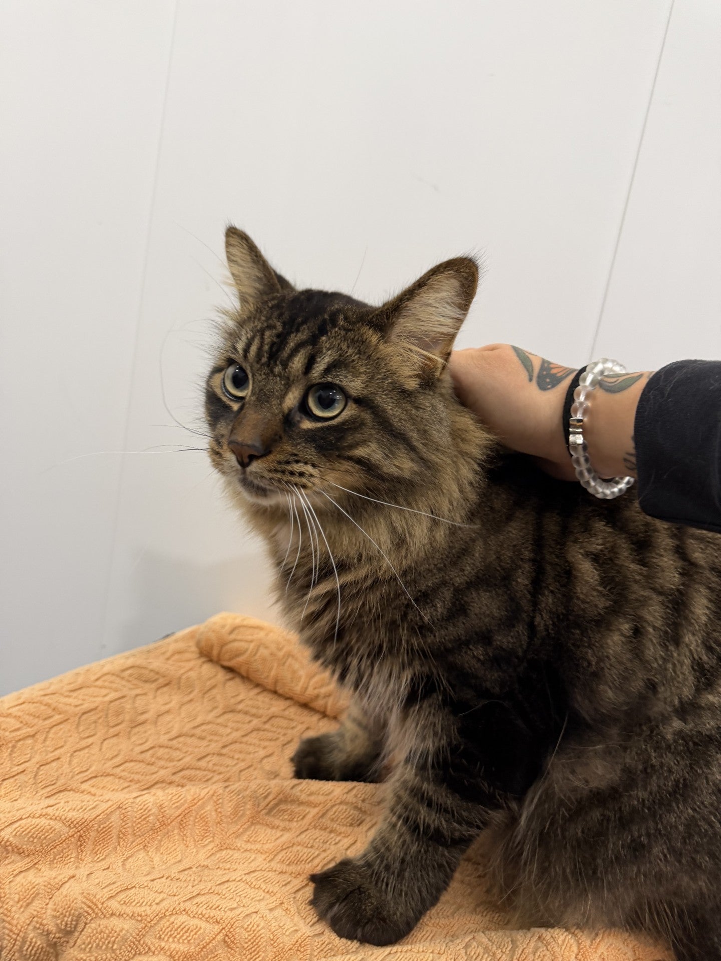 Seabiscuit