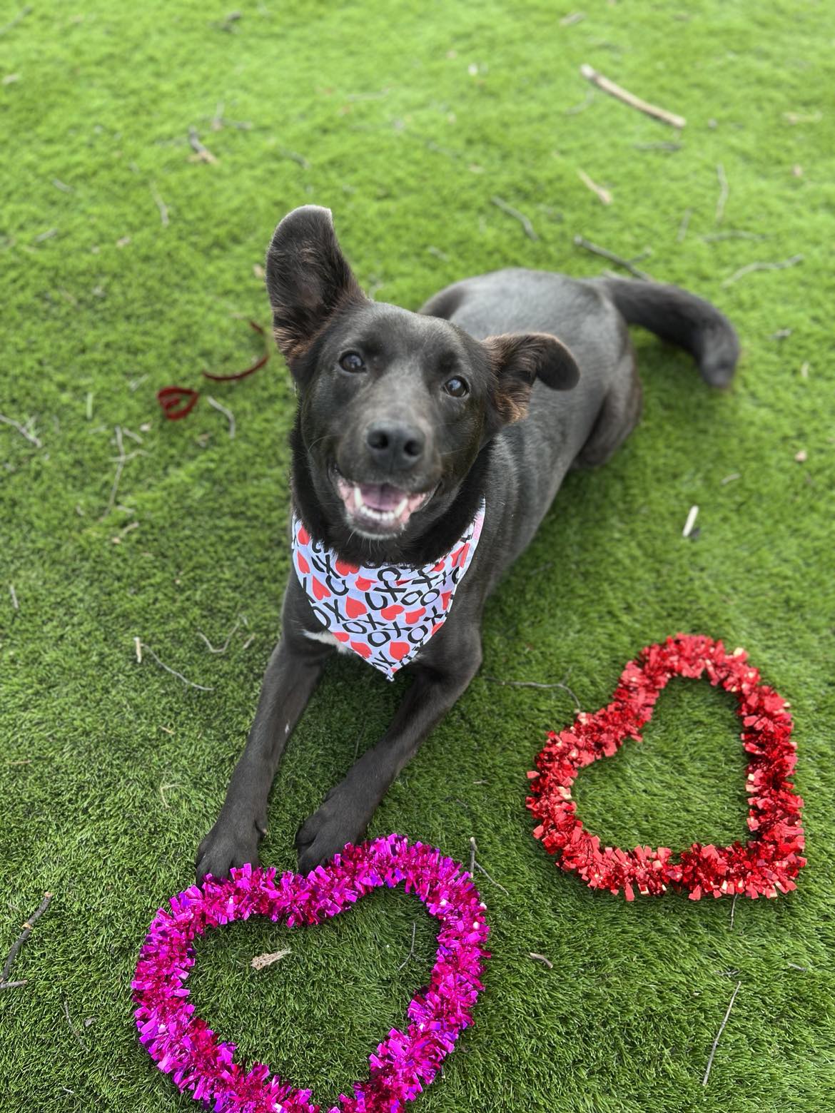 Shop HBSPCA