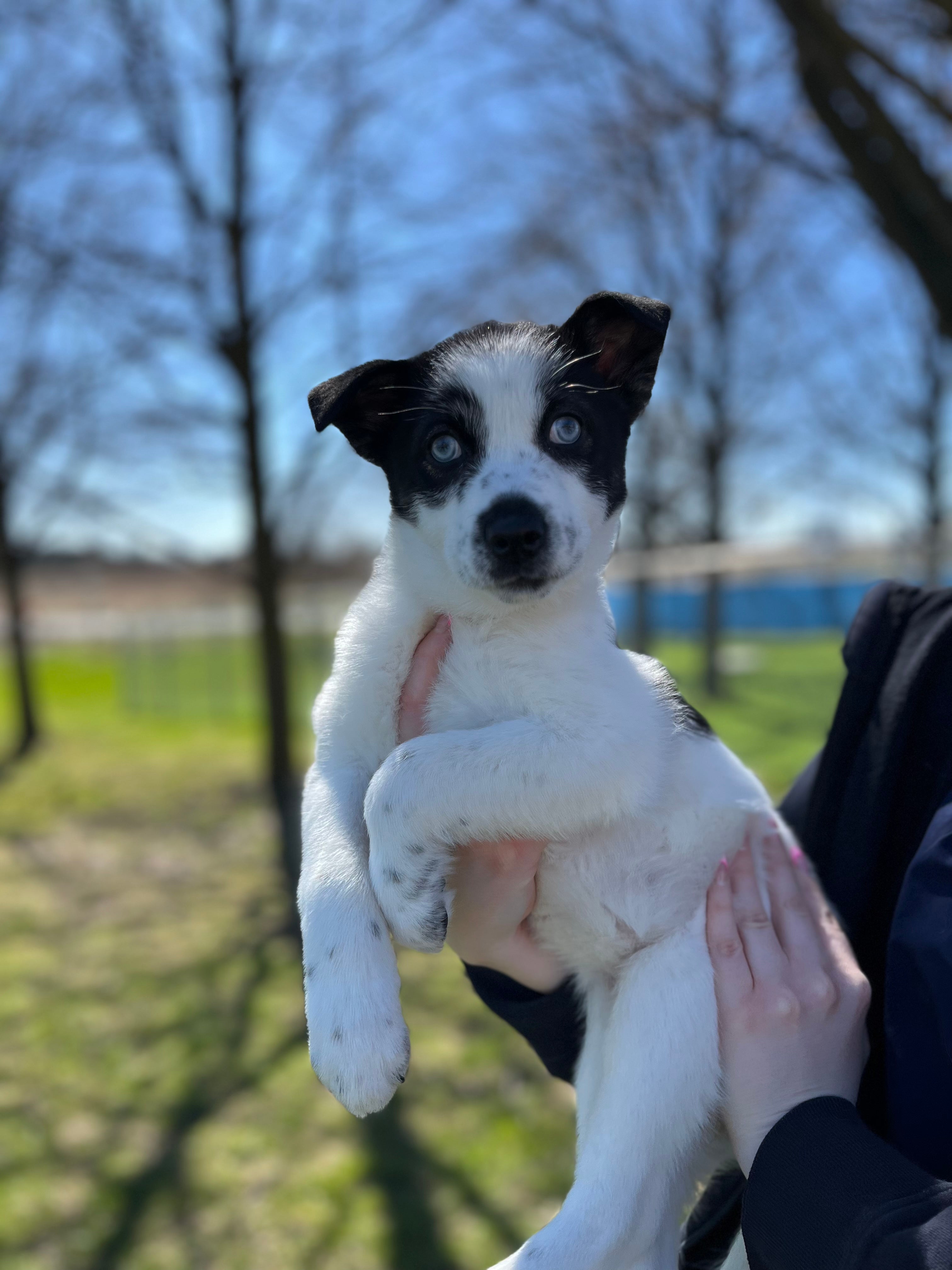 Shop HBSPCA