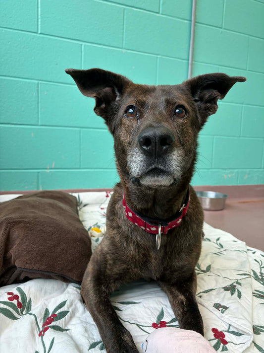 Aurora (Sponsored Adoption Fee)