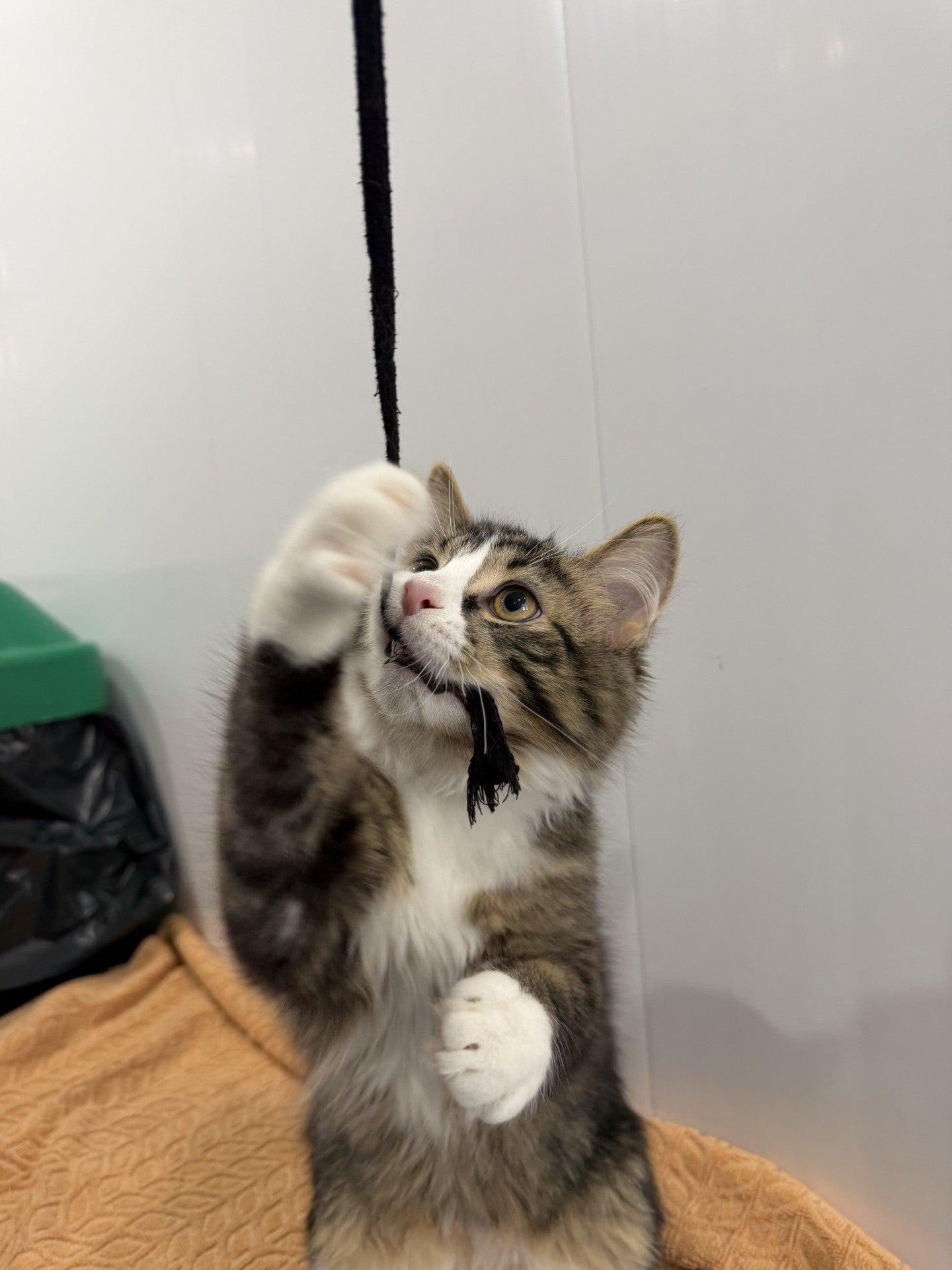 Maximus