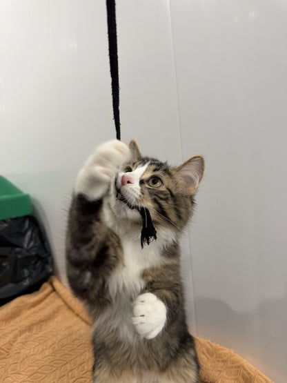 Maximus