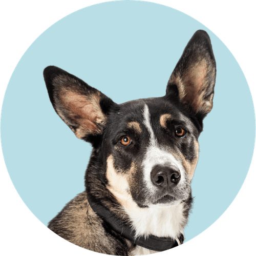 Hbspca 2024 view dogs