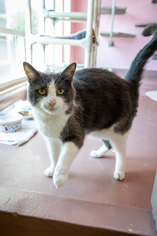 Spca Adopt a Cat: Find Your Perfect Furry Friend Today