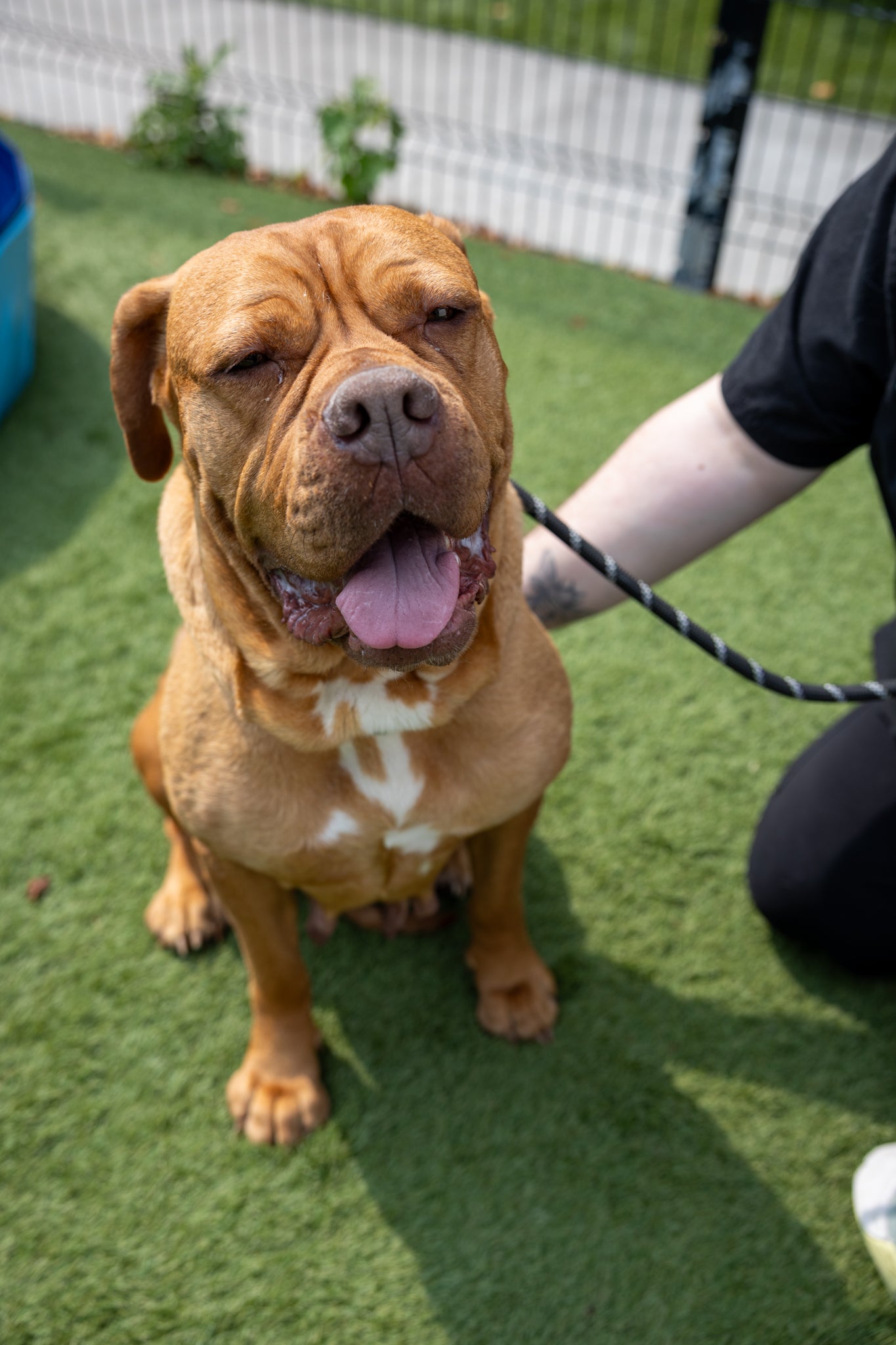 Spca Pitbull Animal Shelter Near Me Local Pitbull Rescues Near Me