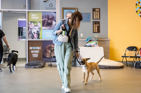 K9 Principles Training