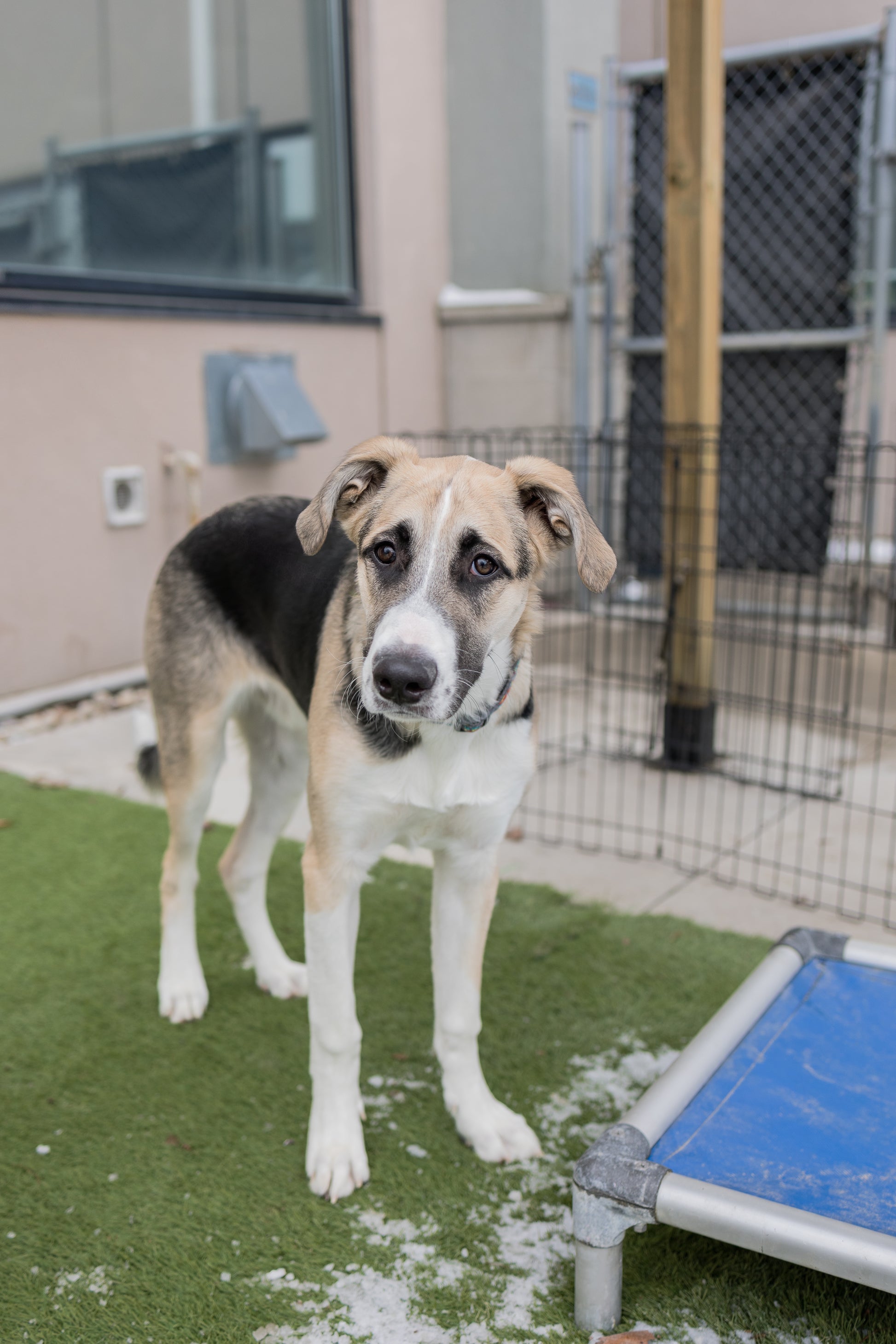 Puppy Spca Available Pets Bc Spca Adopt A Pet Spca Available Dogs