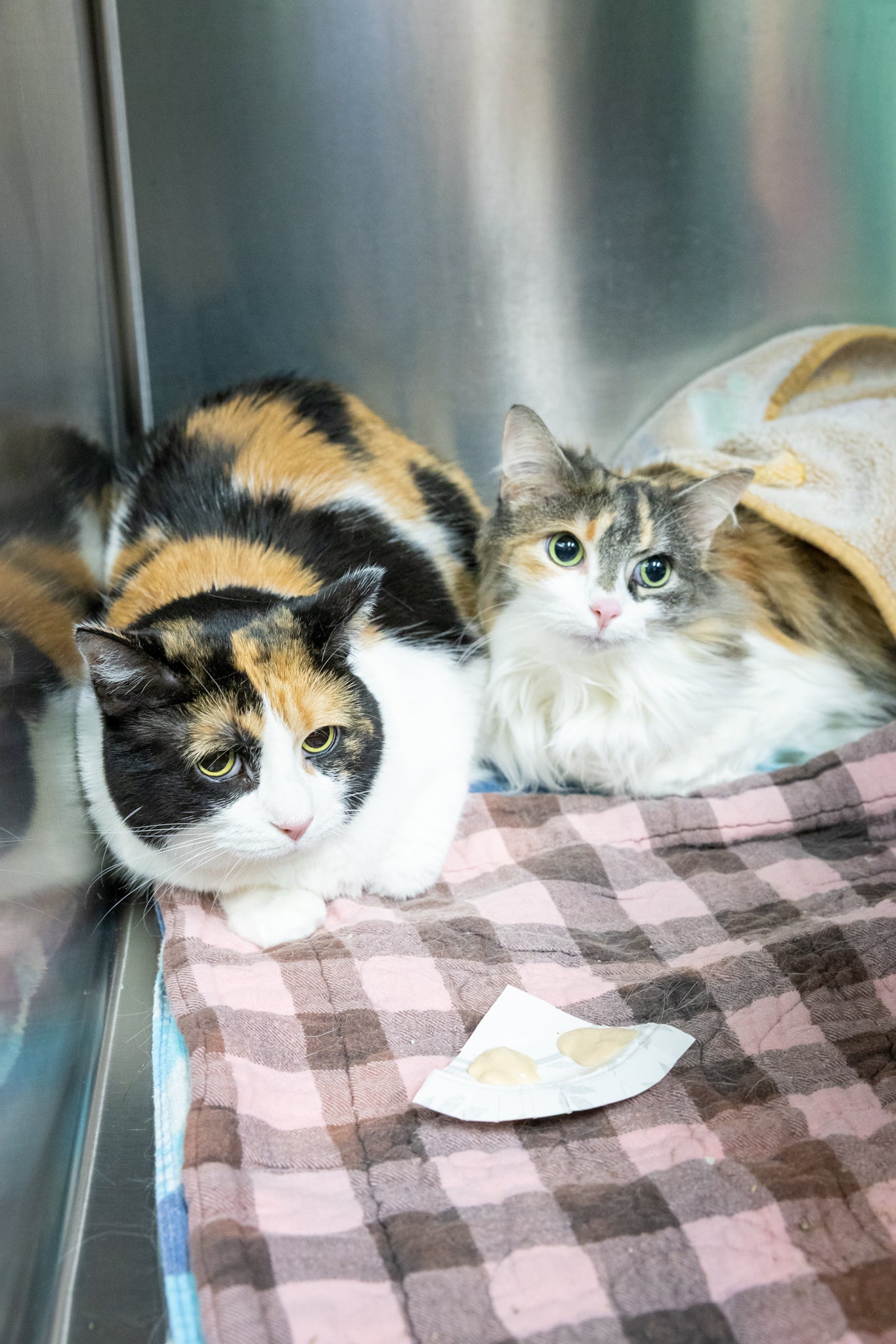 Molly & Bonnie (Bonded Pair)