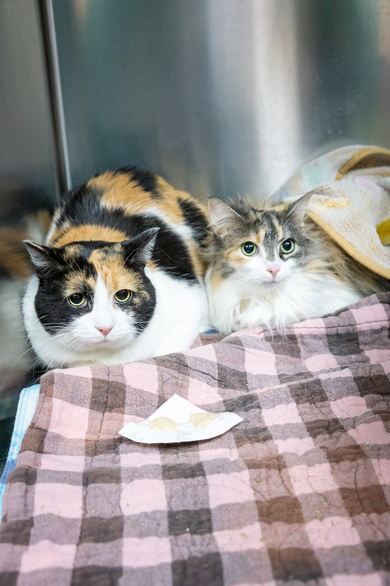 Molly & Bonnie (Bonded Pair)