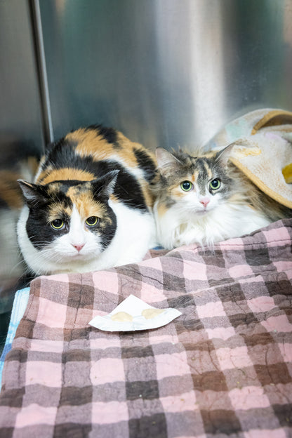 Molly & Bonnie (Bonded Pair)