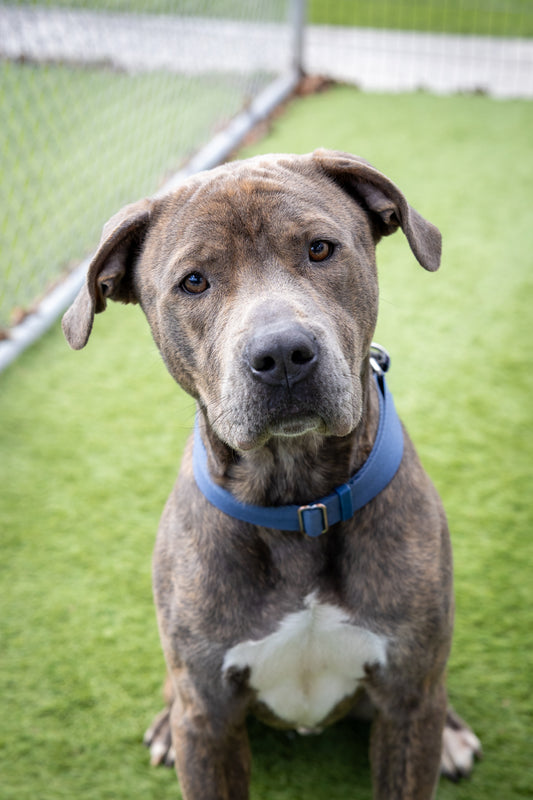 Boots (Sponsored Adoption Fee)