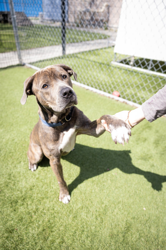 Boots (Sponsored Adoption Fee)