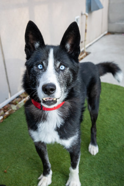 Clifford (Sponsored Adoption Fee)