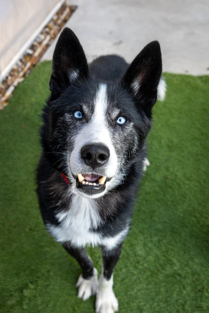 Clifford (Sponsored Adoption Fee)