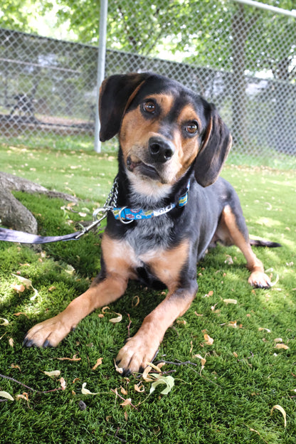 Ringo