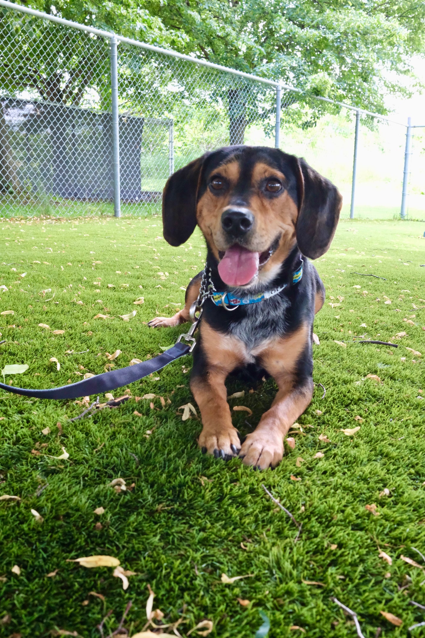 Ringo