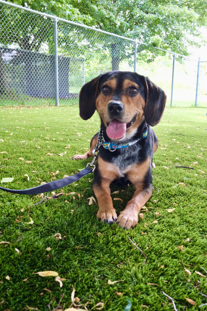 Ringo