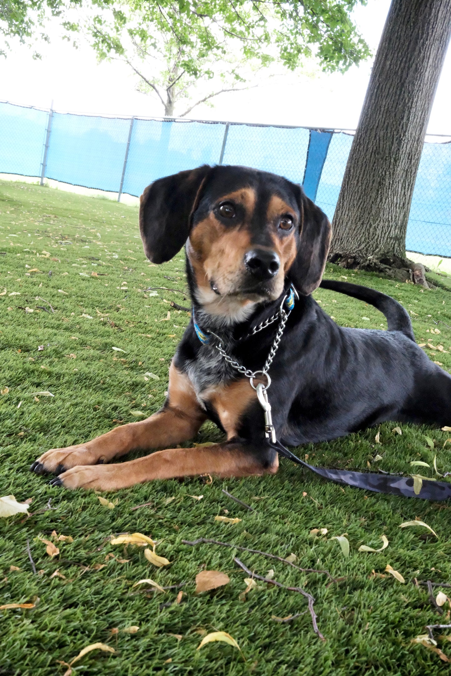 Ringo