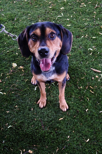 Ringo