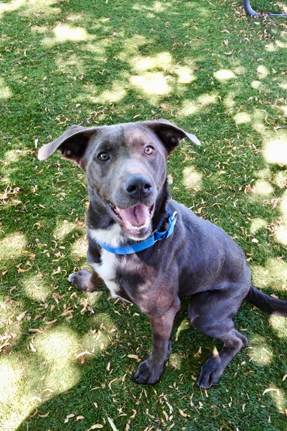 Roo