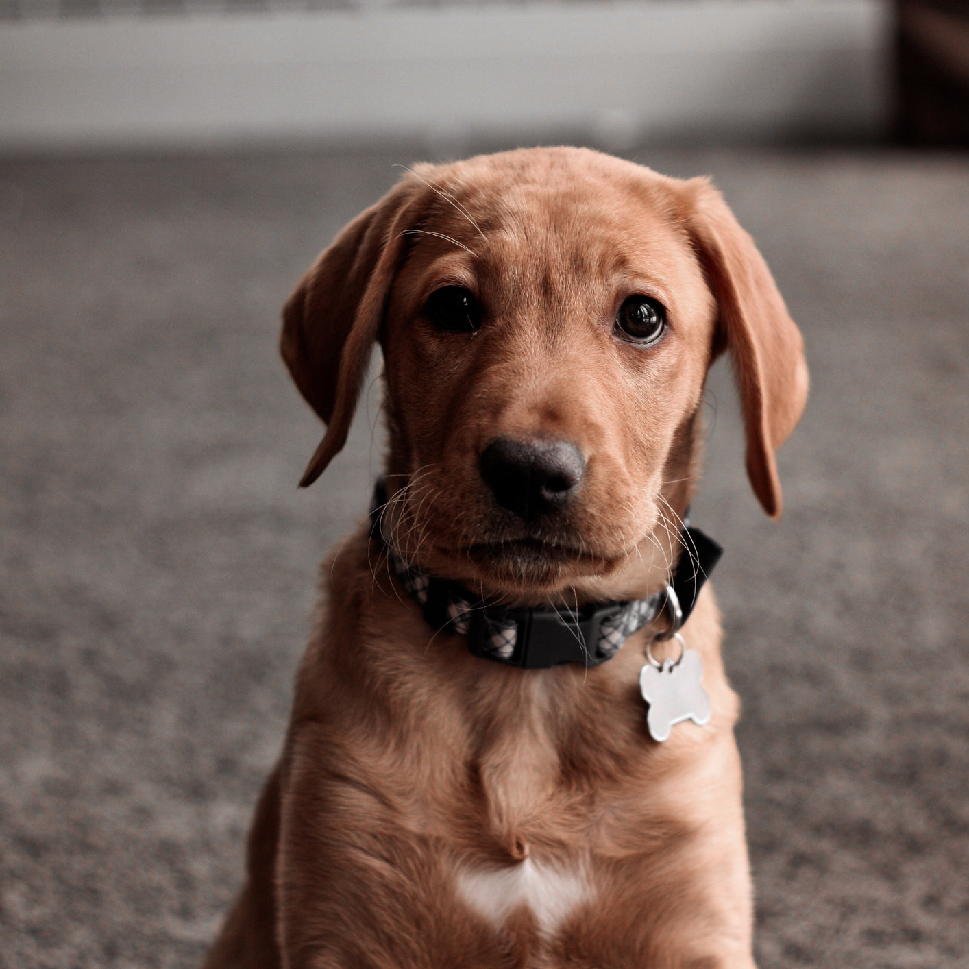 First Collar and Leash