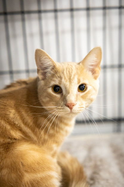 Garfield