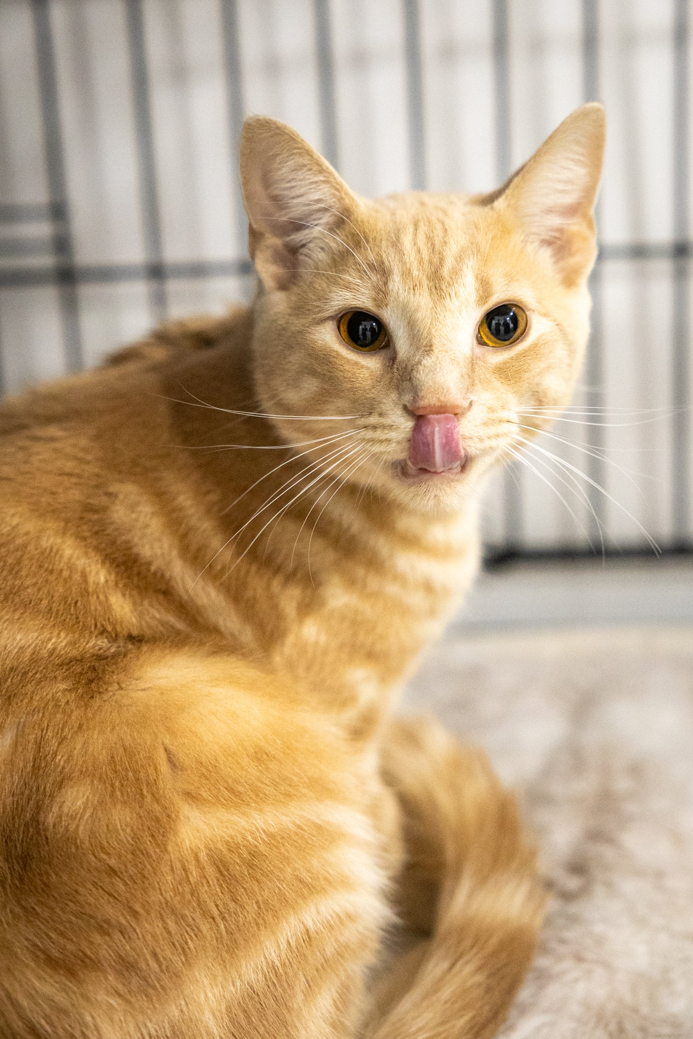 Garfield