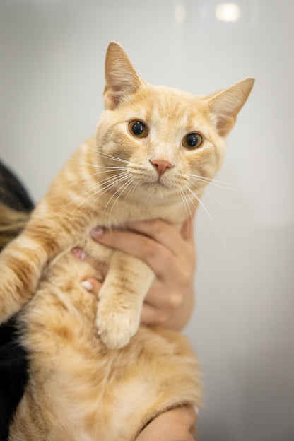 Garfield