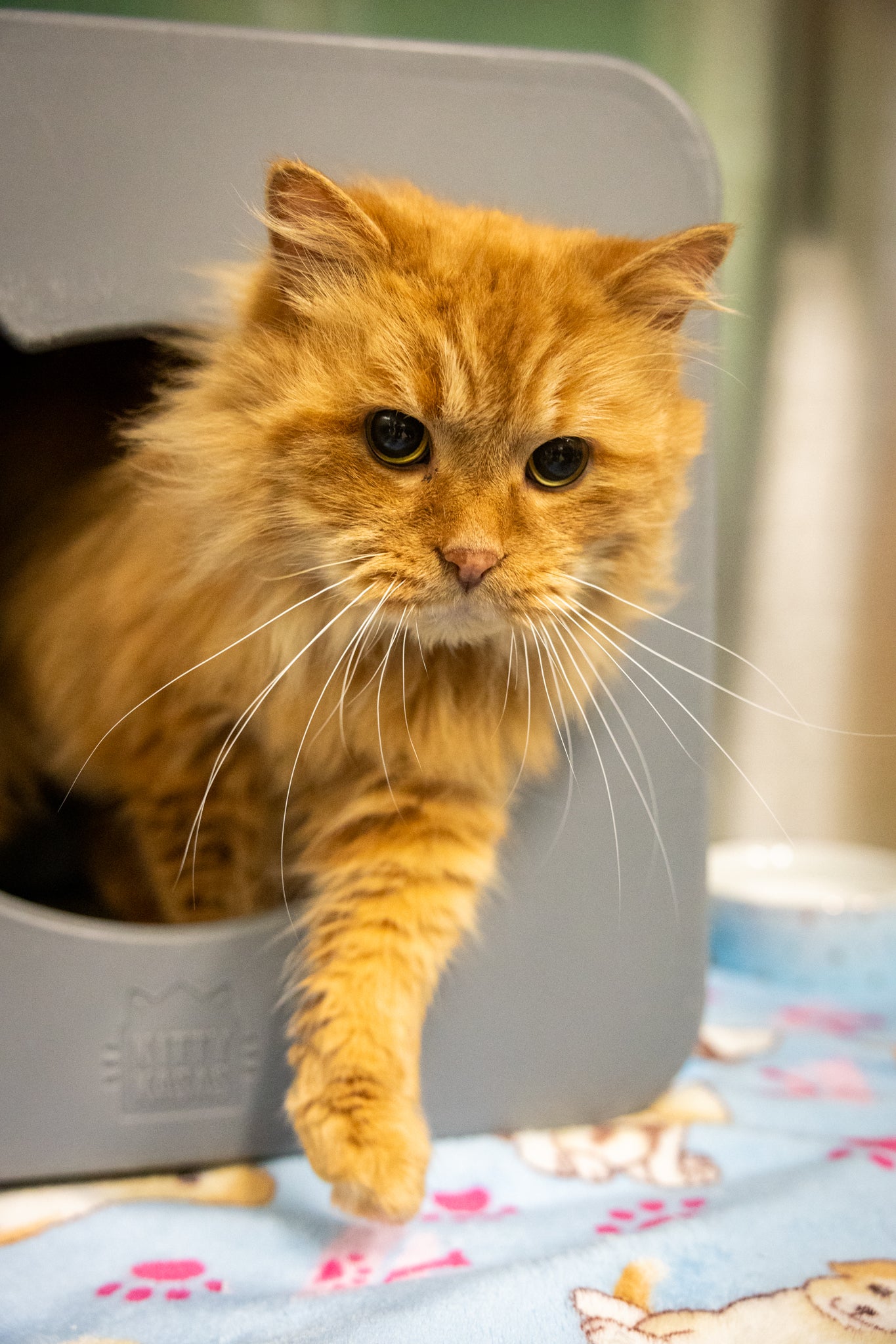 Ginger