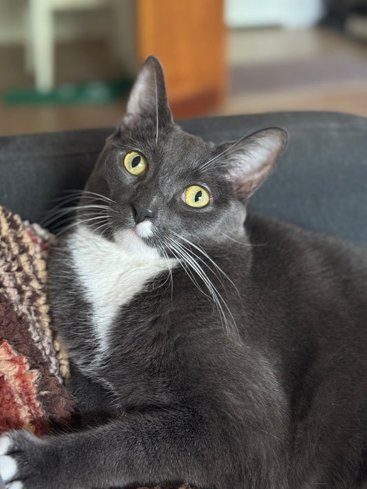 Greyson