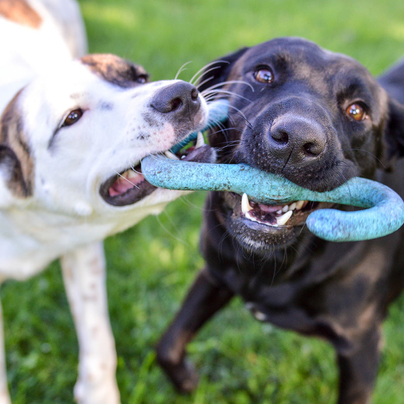 Adult Dog Play & Enrichment Sessions