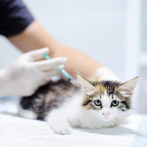 Feline Core Vaccines