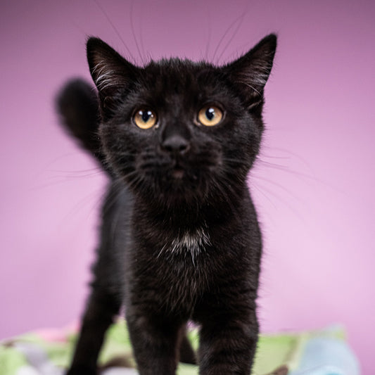 Rescue Journey: From Intake to Adoption