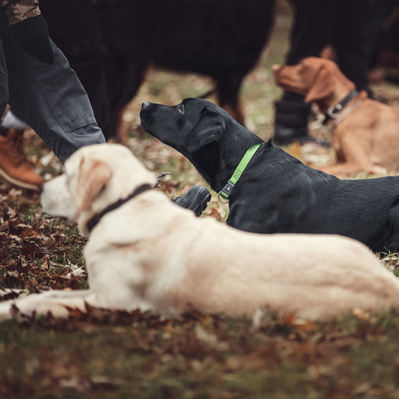 Sponsor Obedience Classes for a Dog in Need – SPCA