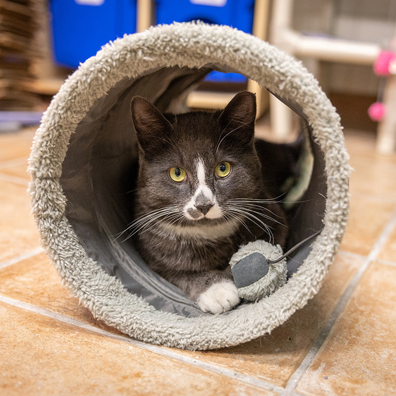 Sponsor a Cat Adoption