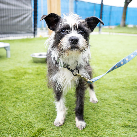 Sponsor a Dog Neuter