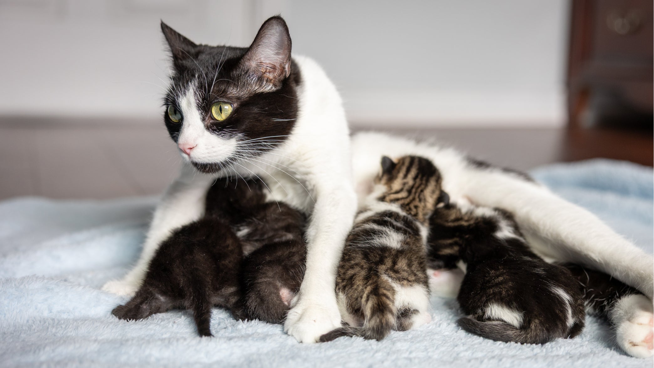 Load video: YouTube video about Lilo and her four small kittens journey.