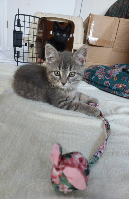 Hazel