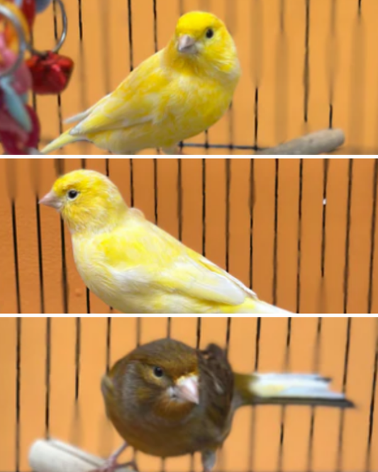 Mango, Coconut & Banana