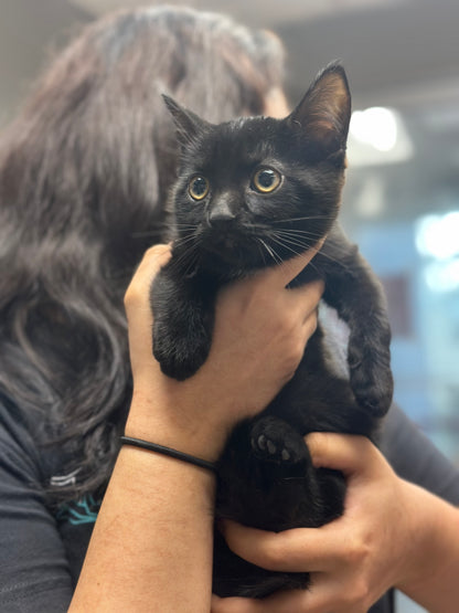 Frankie