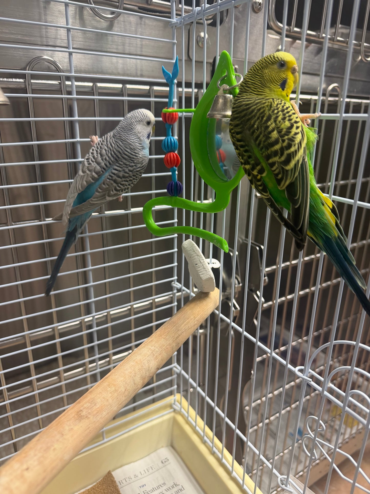 Pika & Boo