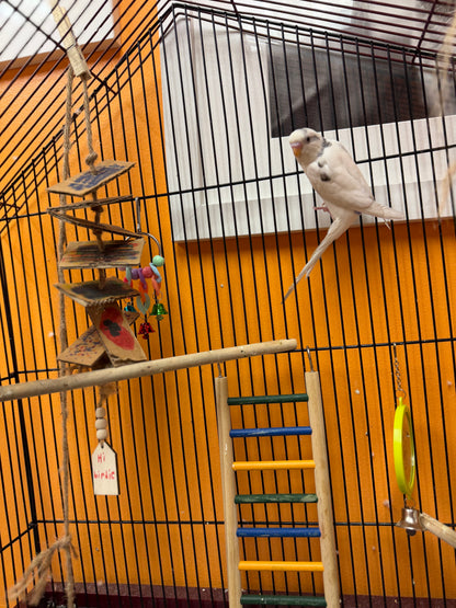 Barfy & Loki