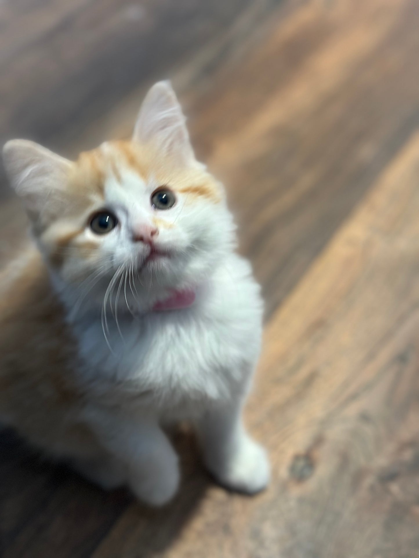 Shrimp